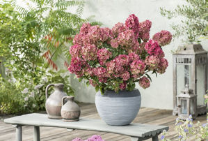 Bild von Hydrangea